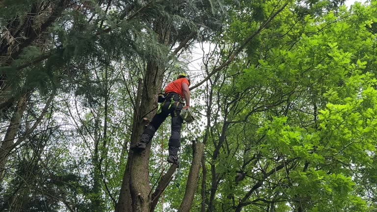 How Our Tree Care Process Works  in  Fort Leonard Wood, MO