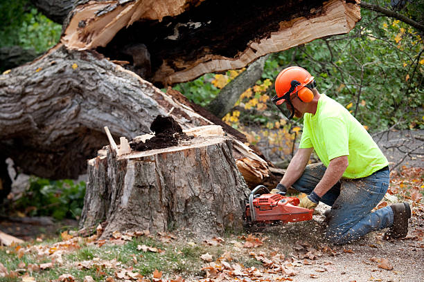 Best Leaf Removal  in Fort Leonard Wood, MO