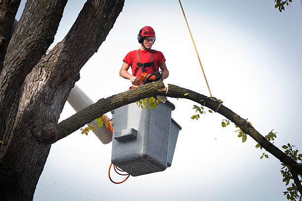 Professional Tree Services in Fort Leonard Wood, MO