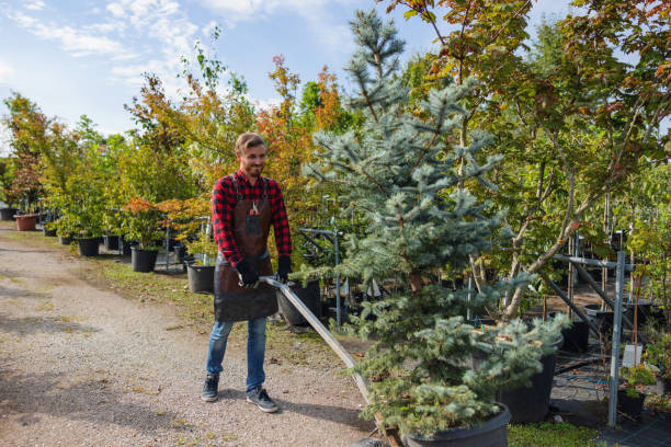 Best Root Management and Removal  in Fort Leonard Wood, MO